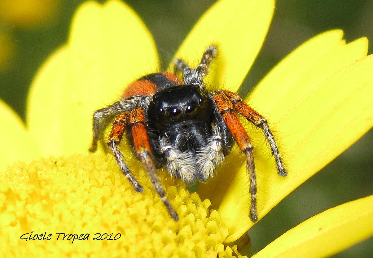 Philaeus chrysops